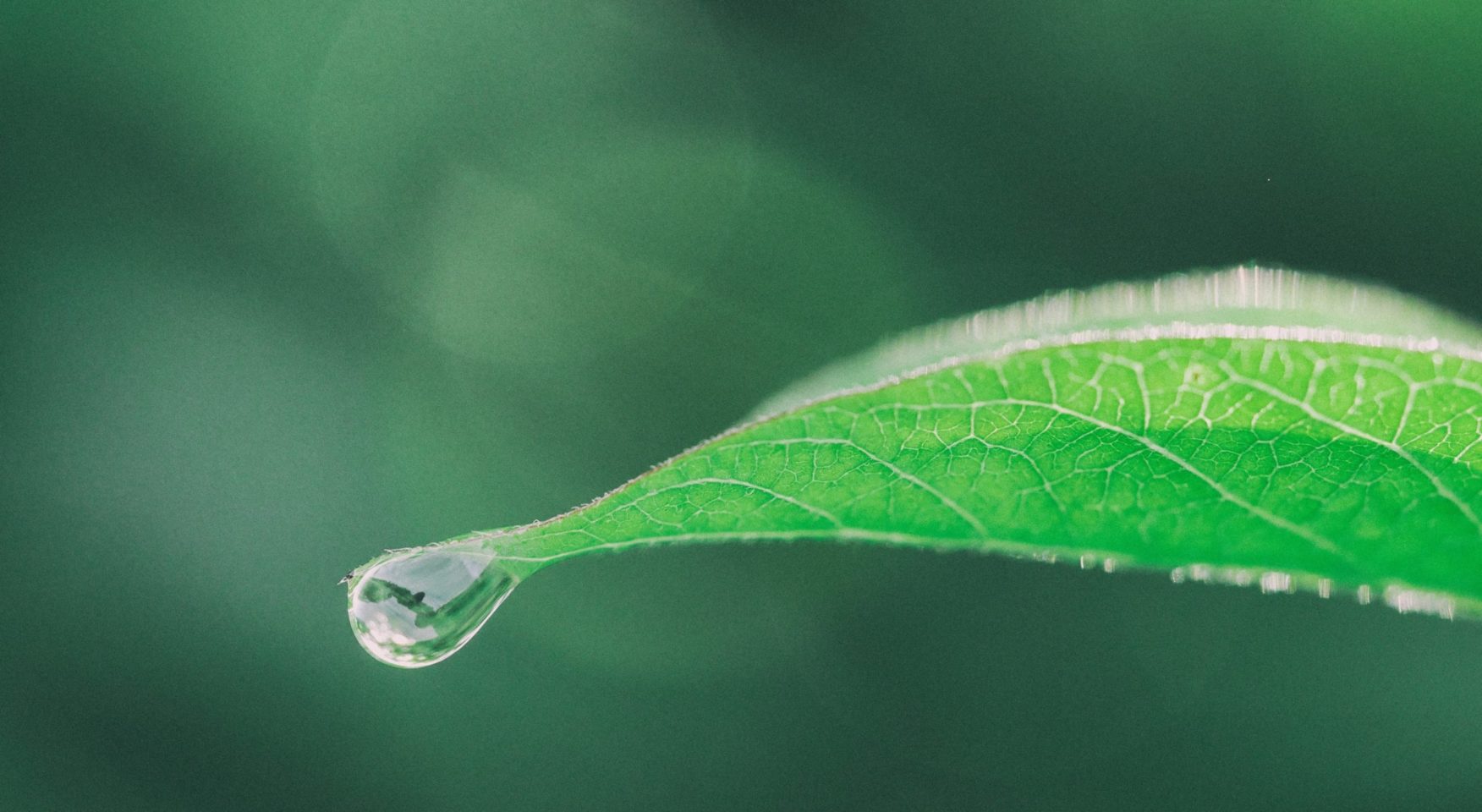 Single green leaf with dew drop